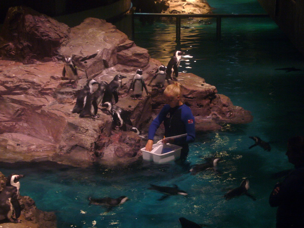 Zoo attendant feeding the penguins, in the New England Aquarium