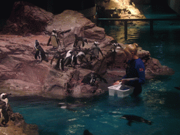 Zoo attendant feeding the penguins, in the New England Aquarium