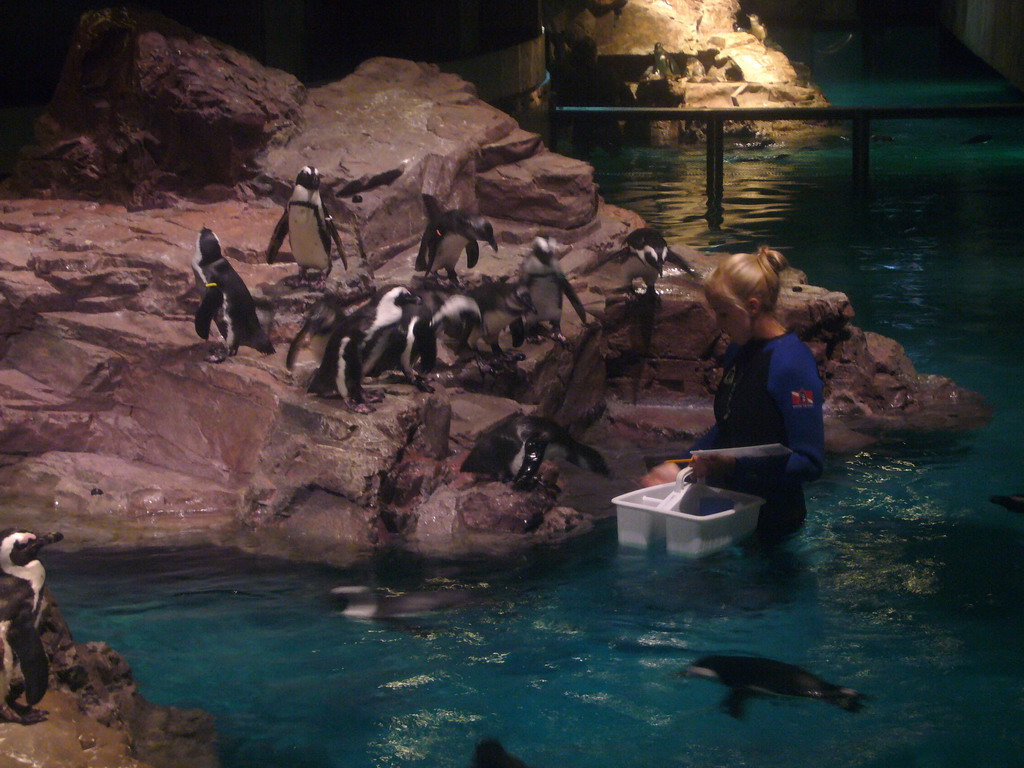 Zoo attendant feeding the penguins, in the New England Aquarium