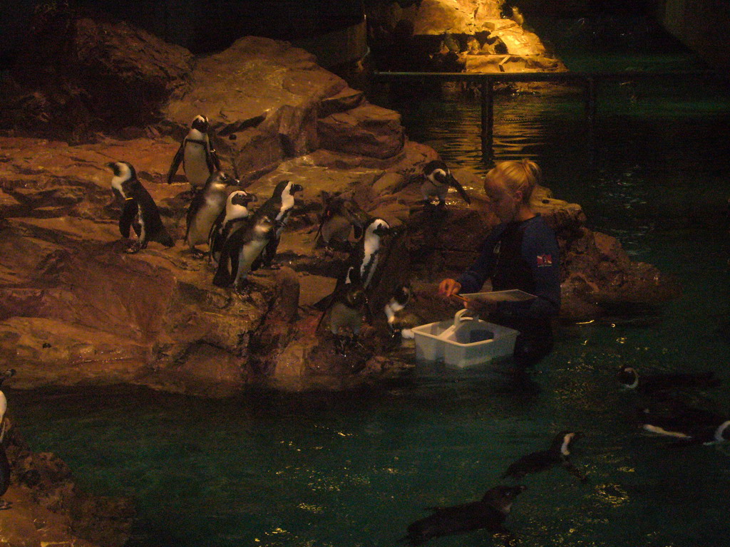 Zoo attendant feeding the penguins, in the New England Aquarium