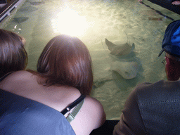 Miaomiao with a stingray, in the New England Aquarium