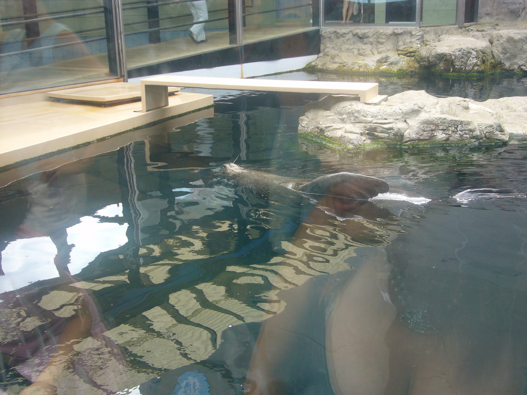 Seal, in the New England Aquarium