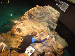 Zoo attendant feeding the penguins, in the New England Aquarium