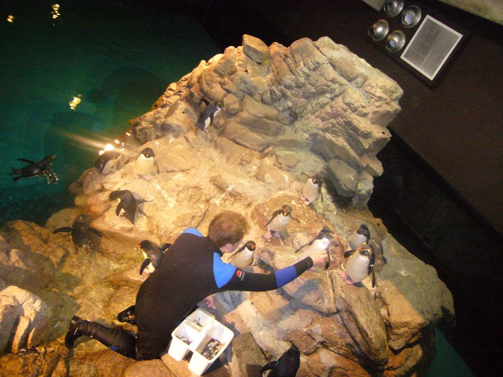 Zoo attendant feeding the penguins, in the New England Aquarium