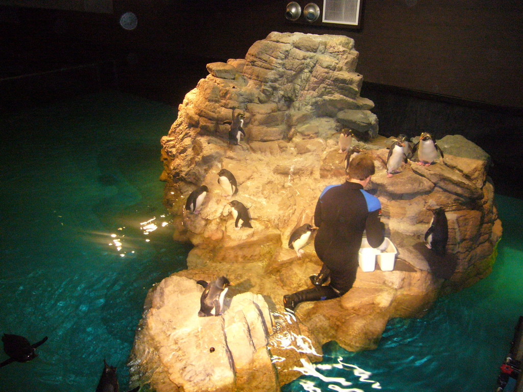 Zoo attendant feeding the penguins, in the New England Aquarium