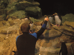 Zoo attendant feeding the penguins, in the New England Aquarium