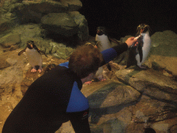 Zoo attendant feeding the penguins, in the New England Aquarium