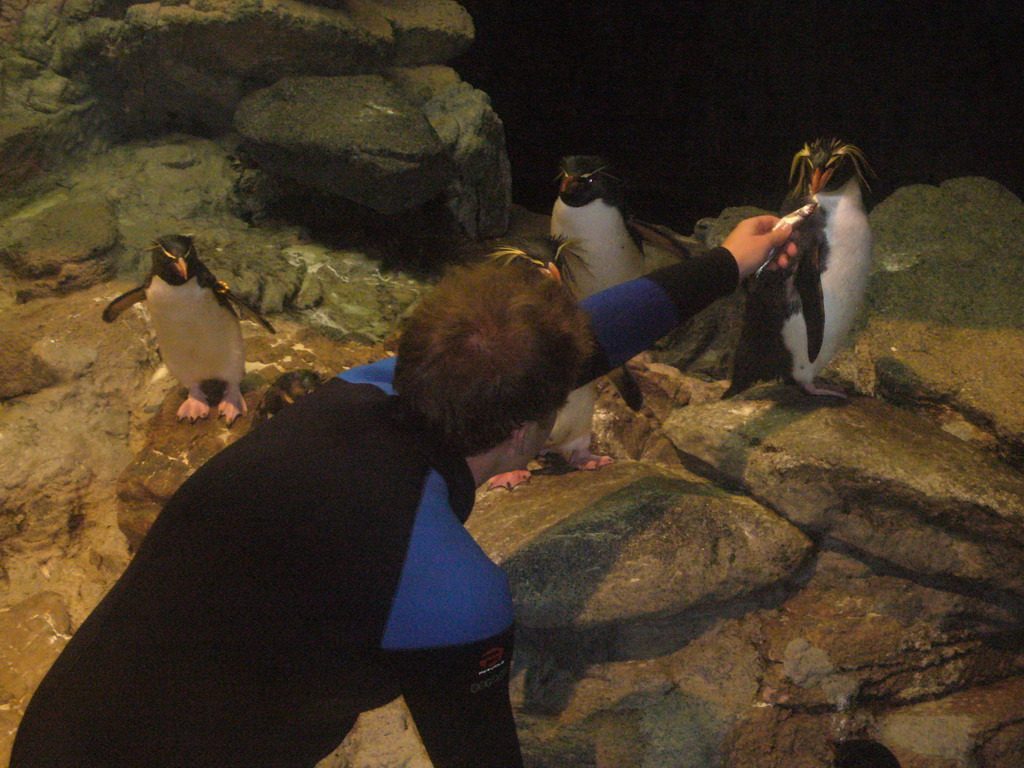 Zoo attendant feeding the penguins, in the New England Aquarium