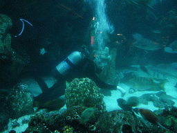 Zoo attendant feeding the fish in the Giant Ocean Tank, in the New England Aquarium