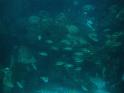 Fish in the Giant Ocean Tank, in the New England Aquarium