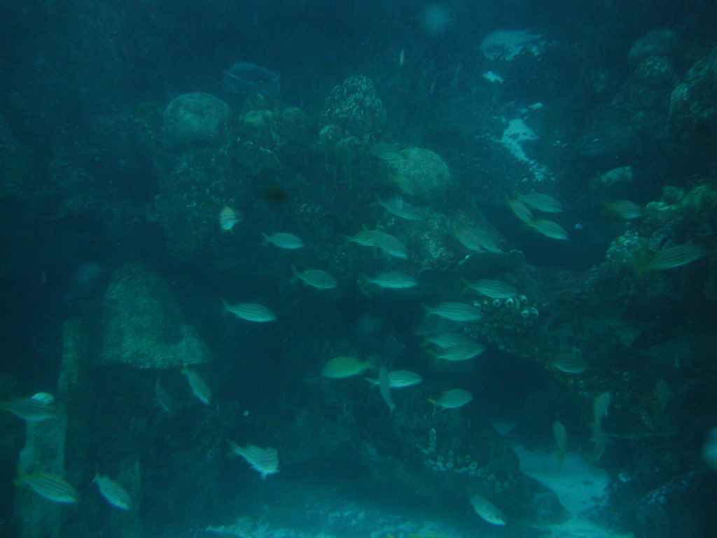 Fish in the Giant Ocean Tank, in the New England Aquarium
