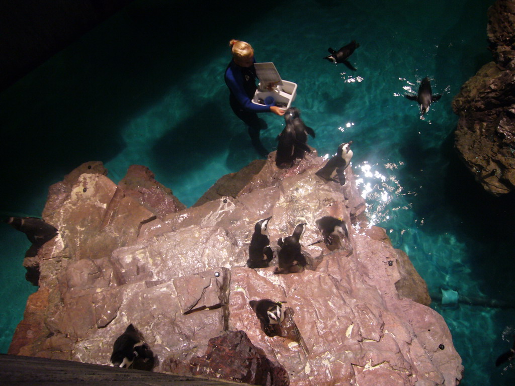 Zoo attendant feeding the penguins, in the New England Aquarium