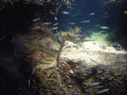 Fish and a starfish, in the New England Aquarium