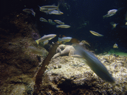 Fish and a starfish, in the New England Aquarium