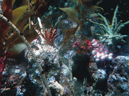Seahorse and coral, in the New England Aquarium