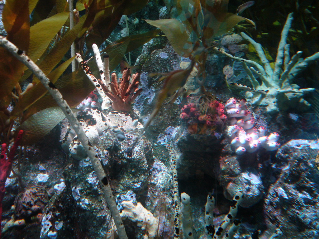 Seahorse and coral, in the New England Aquarium