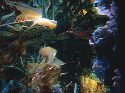 Seahorse and coral, in the New England Aquarium