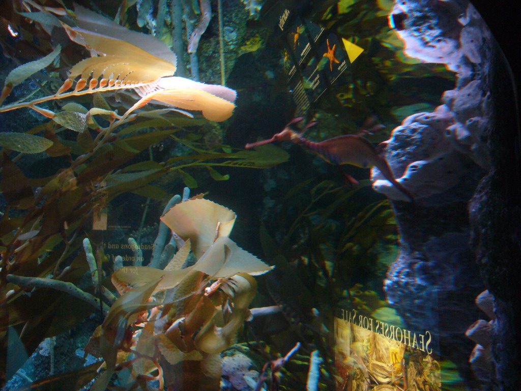 Seahorse and coral, in the New England Aquarium