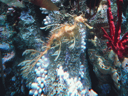 Seahorse and coral, in the New England Aquarium