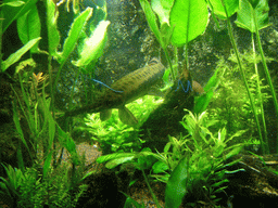 Fish and water plants, in the New England Aquarium