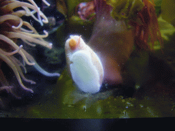 Mollusc and coral, in the New England Aquarium