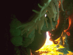Coral and squid, in the New England Aquarium
