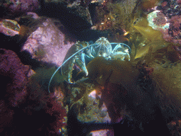 Lobster and coral, in the New England Aquarium