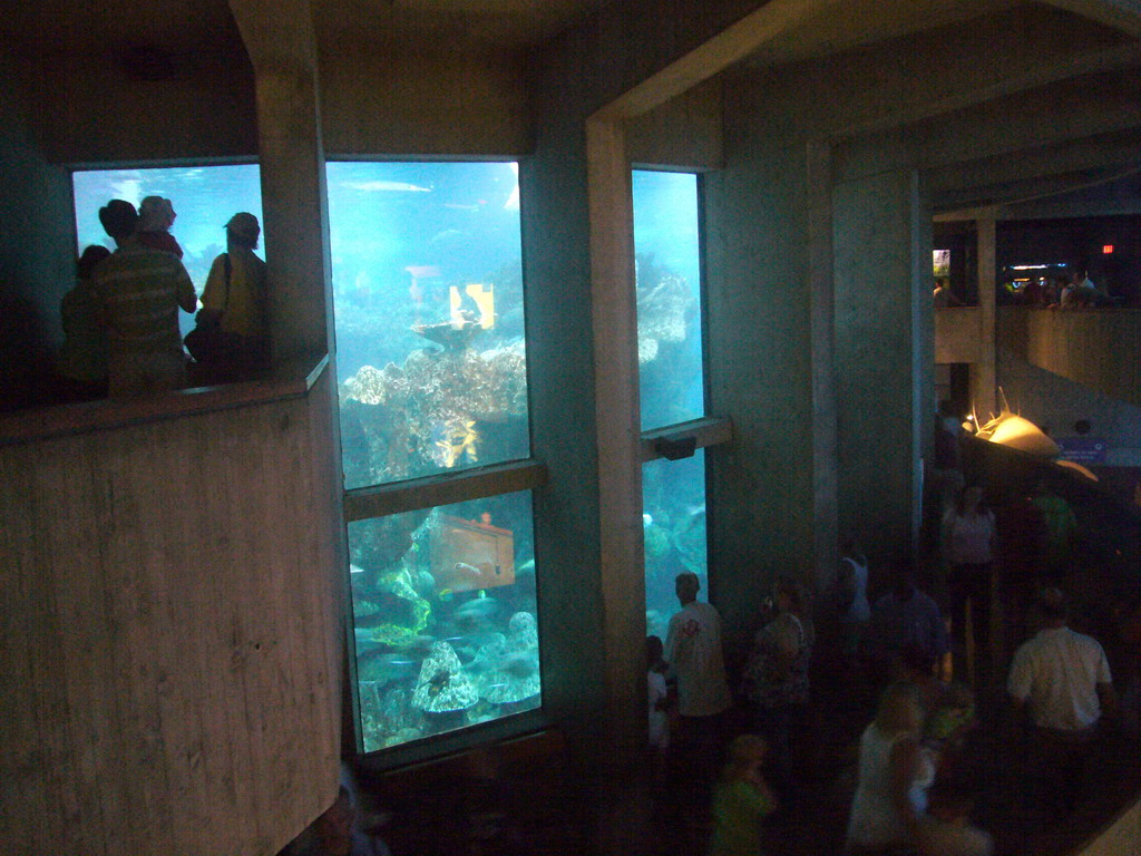 The Giant Ocean Tank, in the New England Aquarium