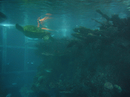 Myrtle the green sea turtle in the Giant Ocean Tank, in the New England Aquarium