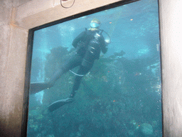 Zoo attendant in the Giant Ocean Tank, in the New England Aquarium