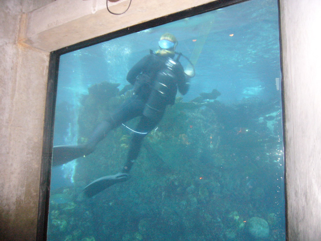 Zoo attendant in the Giant Ocean Tank, in the New England Aquarium