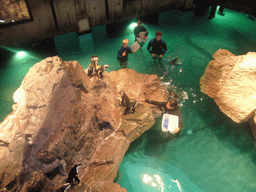 Zoo attendants feeding the penguins, in the New England Aquarium