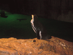 Penguin, in the New England Aquarium