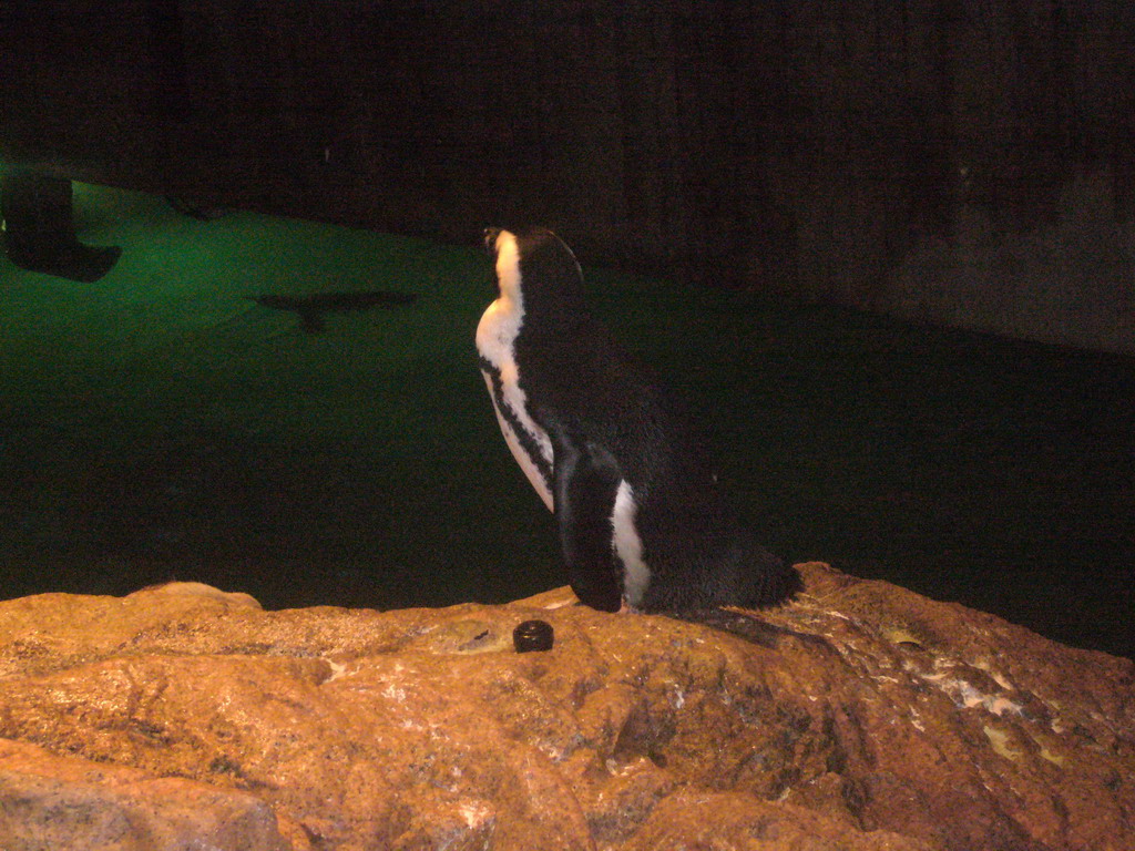 Penguin, in the New England Aquarium