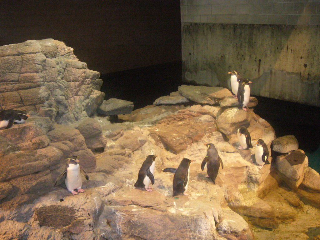Penguins, in the New England Aquarium