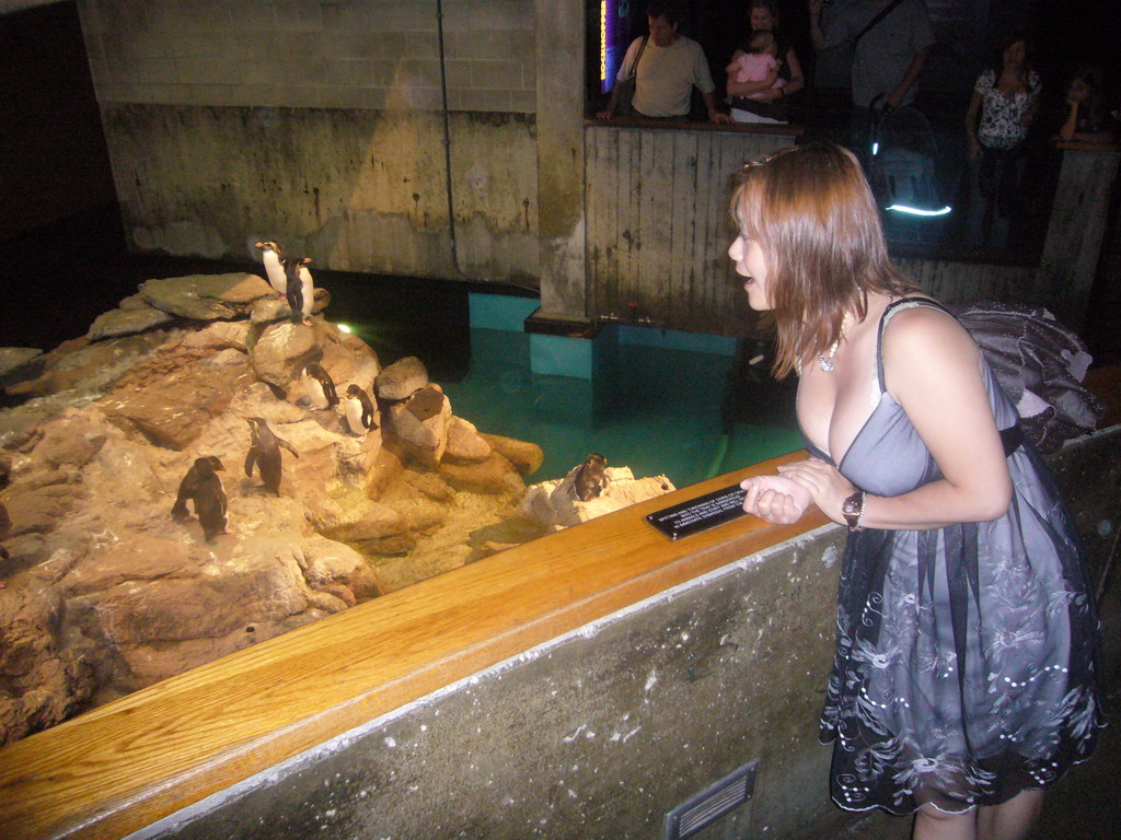 Miaomiao and penguins, in the New England Aquarium