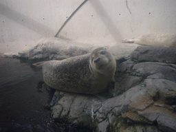 Seals, at the New England Aquarium