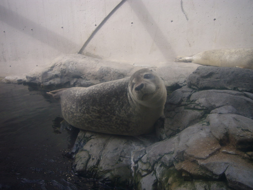 Seals, at the New England Aquarium