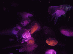 Jellyfish, in the New England Aquarium