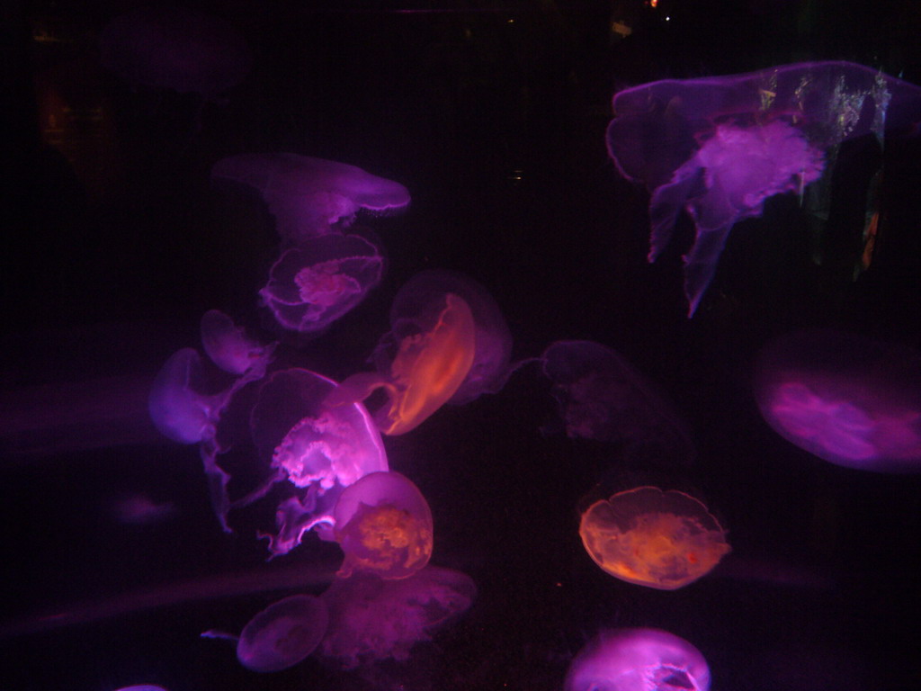 Jellyfish, in the New England Aquarium