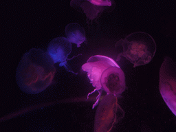 Jellyfish, in the New England Aquarium