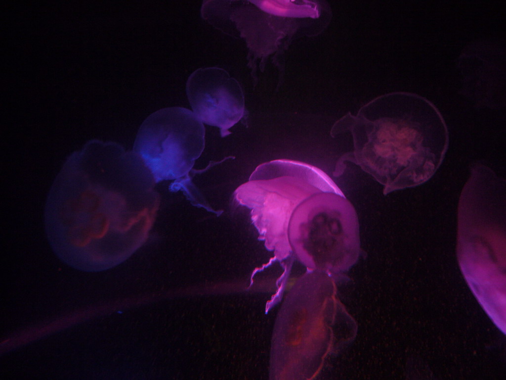 Jellyfish, in the New England Aquarium
