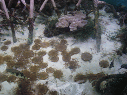 Fish and coral, in the New England Aquarium