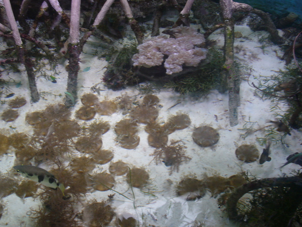 Fish and coral, in the New England Aquarium