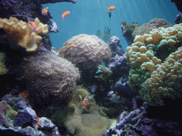 Coral reef and fish, in the New England Aquarium