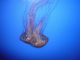 Jellyfish, in the New England Aquarium