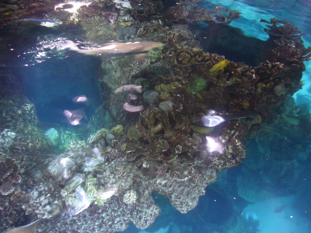 Coral reef and fish in the Giant Ocean Tank, in the New England Aquarium