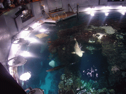 Coral reef and fish in the Giant Ocean Tank, in the New England Aquarium