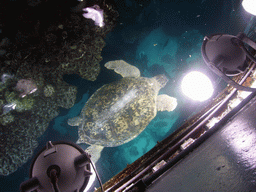 Myrtle the green sea turtle in the Giant Ocean Tank, in the New England Aquarium