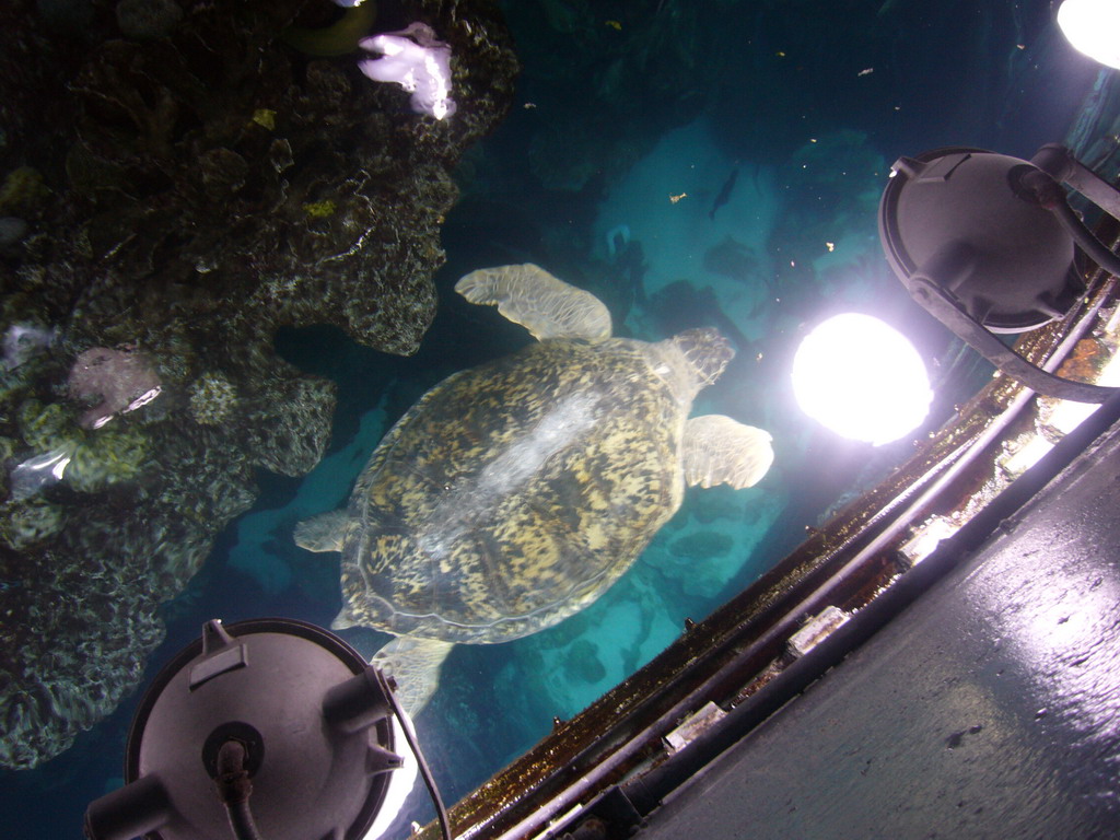 Myrtle the green sea turtle in the Giant Ocean Tank, in the New England Aquarium